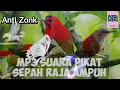 Download Lagu suara pikat sepah raja,,, pasti pada turun nempel