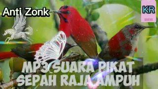 suara pikat sepah raja pasti pada turun nempel