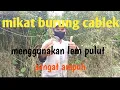 Download Lagu Suara pikat ciblek ribut tarung!! Suara pikat ciblek andalan