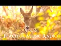 Download Lagu Peaceful Music Radio Vol.10 | 2023.11.19 演奏会のピアノ即興演奏 / Yuusuke