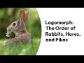 Lagomorphs From Rabbits and Hares to Pikas - Exploring the Order Lagomorpha