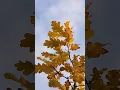 Max Richter - November