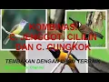Download Lagu CUCAK JENGGOT CILILIN CUNGKOK NADA TEMBAKAN TERBAIK SEPANJANG MASA