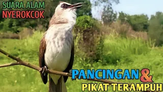 suara pikat trucukan paling ampuh respon cepat terbukti jitu bobkicau