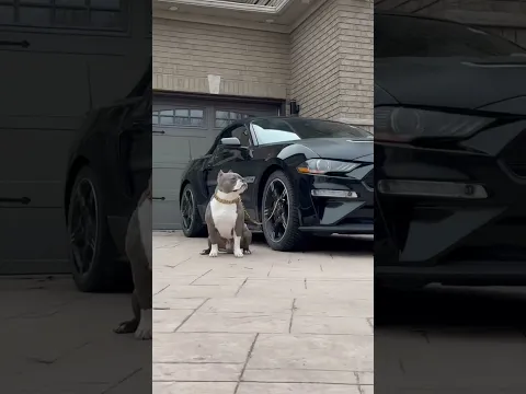 Cute Dog 🐶 😍 #pets #doglife #shorts