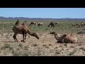 Download Lagu Gobi, Mongolia