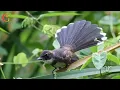 suara burung sikatan jernih