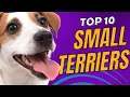 Top 10 Small Terrier Dog Breeds You ll Adore - Dogs 101