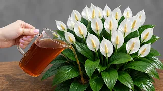 1 cup a week hundreds of flowers bloom all year long 
