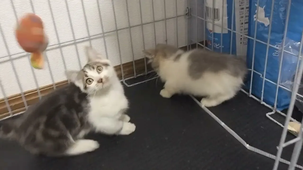 動画