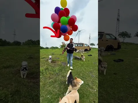 The Tiny Dog 🐶 Who Loves Balloon🎈