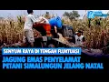 Senyum Raya di Tengah Fluktuasi: Jagung Emas Penyelamat Petani Simalungun Jelang Natal