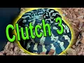 Clutch 3 Egg Pulling Jungle Carpet Pythons