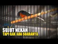 solusi untuk murai batu sujut tapi lirih suaranya