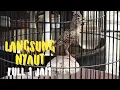 Download Lagu branjangan parva gacor pancingan untuk branjangan bahan di jamin langsung nyaut|dunia burung indo