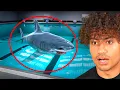 SWIMMING IN A SHARK INFESTED POOL
