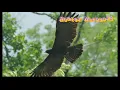 SUARA ELANG HITAM Cocok Buat Pengusir Burung / Ayam Nakal Mp3 Song Download