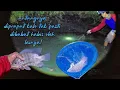 Download Lagu sengaja mruput petang biar dapat banyak target ikan babon