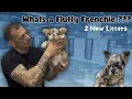 Fluffy Frenchies explained The history 2 New litters A must see for potential buyers