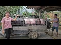 Pigs that escaped African cholera were sold Catch pigs and sell them to traders 258