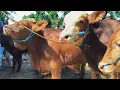 Lagu 8 Juta !! Limousin Super Calon Jumbo Harga Murah Meriah !! Pasar Sapi Tuban 