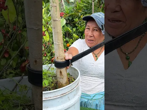 Cual es el truco para que los frutales den mejor cosecha usando este metodo y consejo
