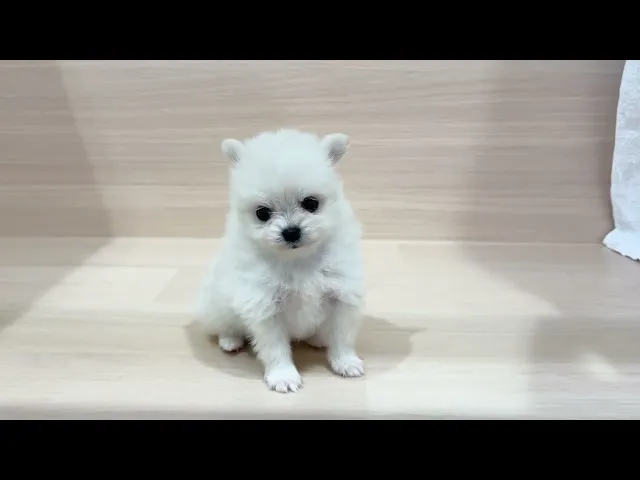 動画