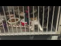 Taking It to the Granted Wishbone Pet Rescue