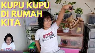 Download MENCARI \u0026 MENGENAL KUPU KUPU DI SEKITAR RUMAH KITA MP3