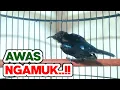 Download Lagu LANGSUNG NYAUT dan NGAMUK dengan pancingan Kolibri Ninja YANG BONGKAR ISIAN ini