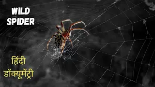 wild spider wild animals documentary in hindi