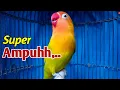 Pancingan Lovebird Ngekek Panjang SUPER AMPUH, Ngetik Ngekek Bikin LB Fighter Terpancing EMOSI Mp3 Song Download