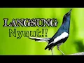 Download Lagu Suara pancingan kacer gacor ngeplong merangsang kacer apasaja untuk bunyi Langsung NYAUT, ampuh!