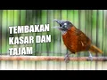 Lagu PANCINGAN TEPUS KEPALA ABU GACOR