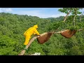 Download Lagu Wild Honey Hunting Apis dorsata  Extreme Risk Jungle Honey Collection