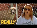 Villalobos Biggest Feral Dog Rescue Operation Ever Pit Bulls And Parolees