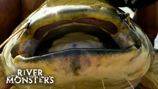 Are Giant Catfish Attacking Swimmers In Europe? | River Monsters