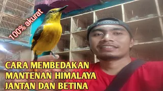 cara membedakan burung mantenan himalaya jantan dan betina