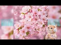 벚꽃안녕 - TODAY LOVER - A soft HELLO  to cherry blossoms 🌸