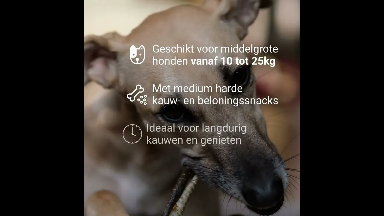 Bellobox Medium