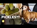 Can Dogs Eat Pickles Dill Pickles