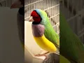 Download Lagu Burung pipit gouldian berkepala merah jantan bernyanyi #burung #burung #suaraburung