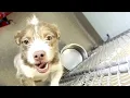 RVSPCA offers advice for gifting a pet