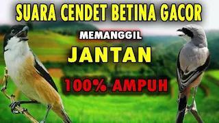 Download SUARA CENDET BETINA MEMANGGIL JANTAN GACOR AMPUH UNTUK PANCINGAN CENDET MANAPUN 100% AUTO NYAUT MP3