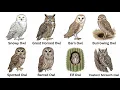 Every Owl Explained In 4 Minutes