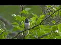 Download Lagu Beautiful Junco Bird Singing 🐦 1 Hour 🌲 Relaxing Nature Sounds - Birder King Clips(4K HDR)