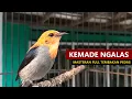 Download Lagu Suara cit keres / KEMADE GACOR ‼️ Masteran burung cabe cabean encit kemlade bahan agar cepat BUNYI