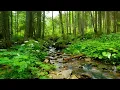 Download Lagu Suara sungai yang melelehkan otak Anda, suara burung [belajar, tidur, relaksasi, ASMR]