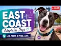 Watch East Coast Adoptable Dogs LIVE Grrifen TV pt 2