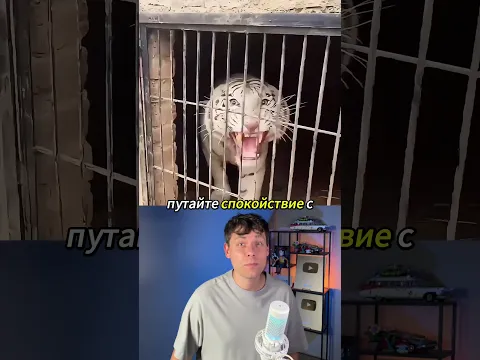 Почему тигры, выращенные людьми, всё равно опасны